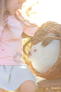 日落时在开阔的樱桃园中在草坪上撒野的母兔图片