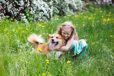 小女孩在草丛中拥抱柯基图片