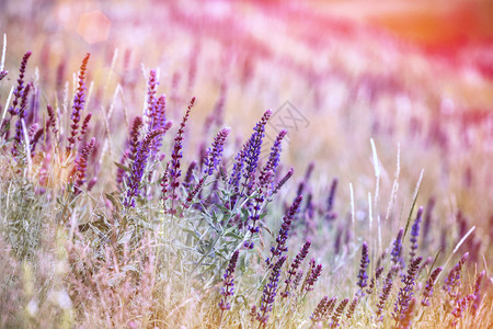 抽象背景沙拉夏季草原树苗背景图片