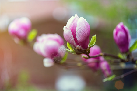 春树枝花朵美的木兰花图片