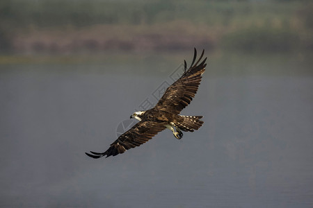 飞翔中的乌鸦帕迪奥哈丽亚图斯也叫鱼鹰或海图片