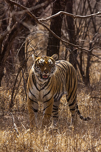 箭头兰坦堡虎保留地瑞雅斯坦印地安图片