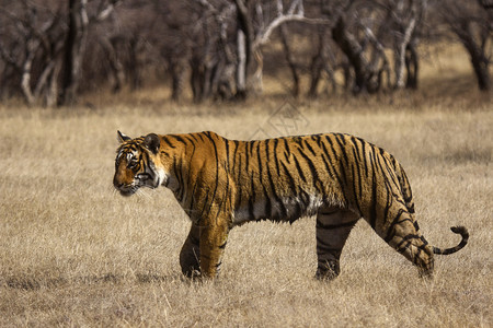 箭头兰坦堡虎保留地瑞雅斯坦印地安图片