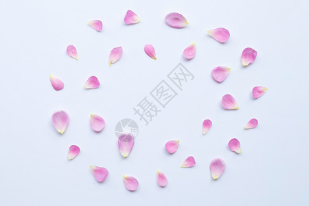由白色背景上孤立的粉红玫瑰花瓣制成的框架图片