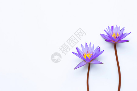紫色莲花在白背景上盛开复制空格图片