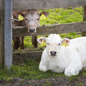 躺在木篱笆附近的白色奶牛图片