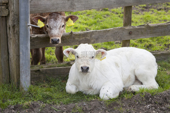 躺在木篱笆附近的白色奶牛图片