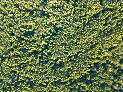 无人驾驶飞机在空中观察茂盛的树林图片