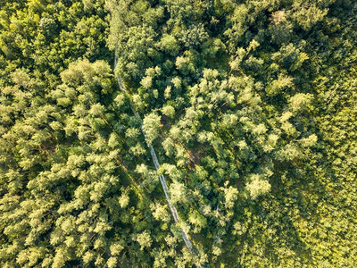 无人驾驶飞机在空中观察茂盛的树林图片