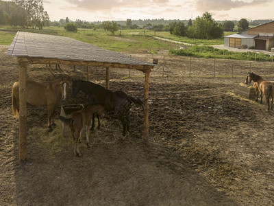 田野马地匹在夏天的农活上食用场木箱里的新鲜干草图片