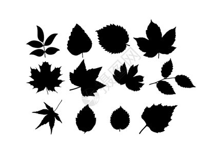 不同植物树叶剪影背景图片