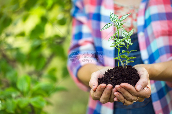 生命概念手里握着年轻植物的女孩图片