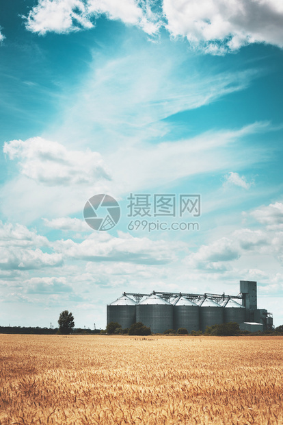 小麦田背景上的新谷物电梯图片