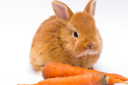 红发小兔子和胡萝卜图片