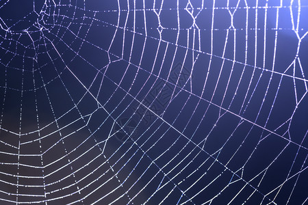 带有露滴的蜘蛛网抽象背景图片