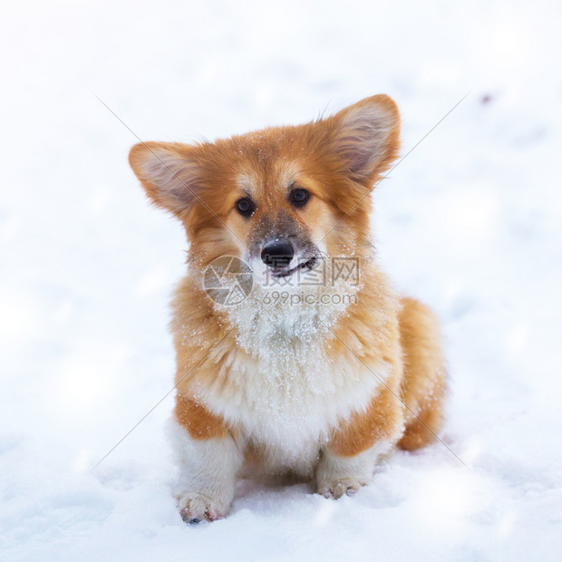 在户外的可爱小的Corgifluy小狗在冬日关闭肖像图片