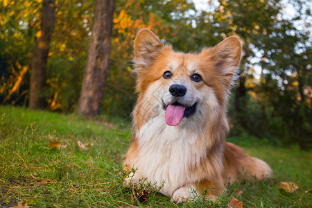 在户外的美丽corgifluy肖像秋天图片