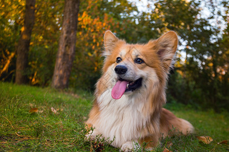 在户外的美丽corgifluy肖像秋天图片