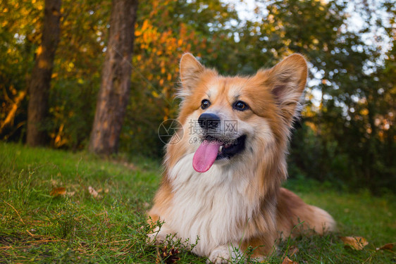 在户外的美丽corgifluy肖像秋天图片