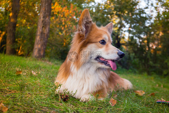 在户外的美丽corgifluy肖像秋天图片