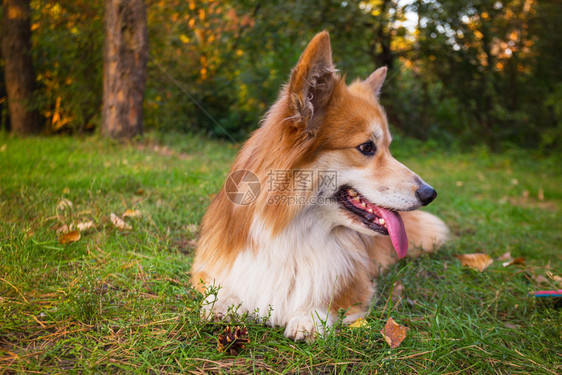 在户外的美丽corgifluy肖像秋天图片