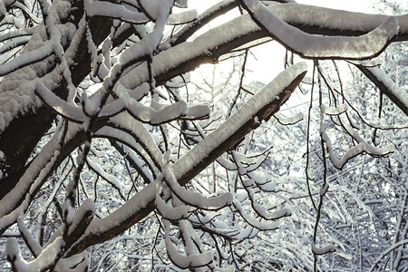 寒冬树枝上厚厚的积雪图片