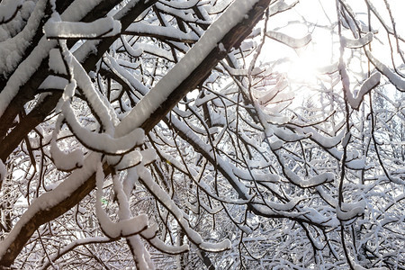 寒冬明树枝下雪图片