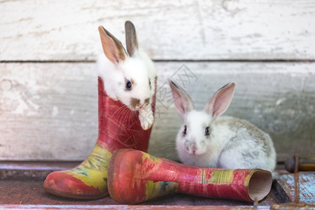 花园里的小兔子和橡皮靴夏天图片