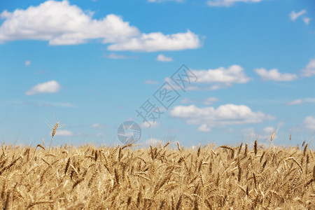 美丽的夏季风景小麦田视图图片