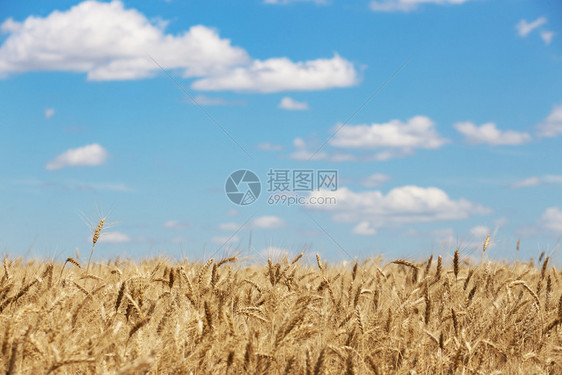 美丽的夏季风景小麦田视图图片