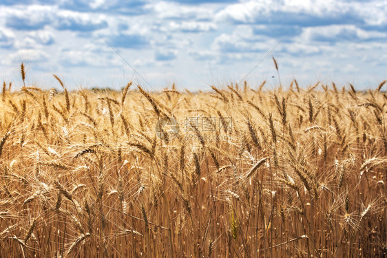 美丽的夏季风景小麦田视图图片