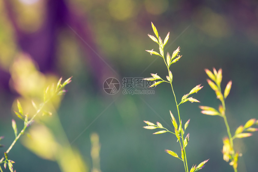 抽象紫草模糊背景图片