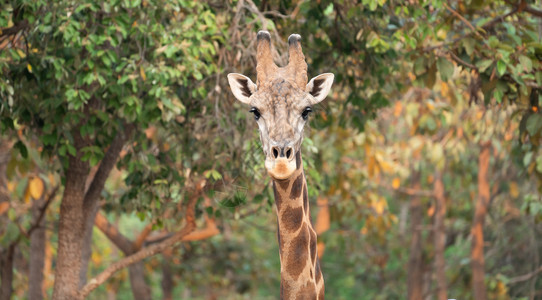 大自然中的长颈鹿图片