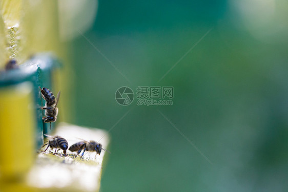蜜蜂靠近巢缝图片