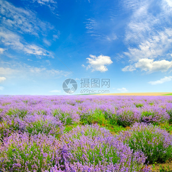 蓝天空背景的田野中盛开花粉浅田地深处聚焦于前景图片