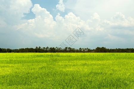 稻田绿草有蓝天和多云的风景图片