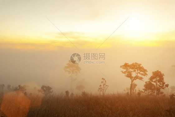 山上日出树木和雾新鲜的自然和旅行背景图片