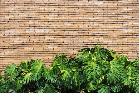 绿色树叶带有砖墙文本空闲间抽象背景图片