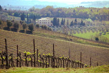春天在托斯卡纳山丘上的葡萄园和典型的托斯卡风景在背里意大利图片