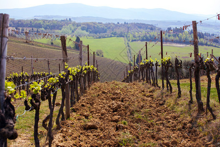 春天在托斯卡纳山丘上的葡萄园和典型的托斯卡风景在背里意大利图片