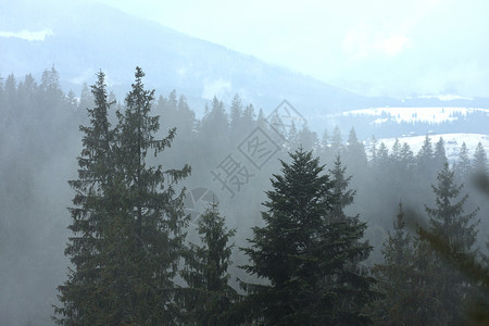 雾气笼罩着松树密林图片