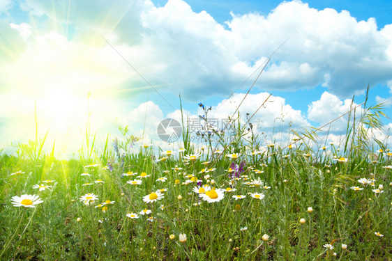 绿色草地有甘菊和蓝云的天空图片