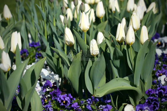 花园生长的白色郁金香图片