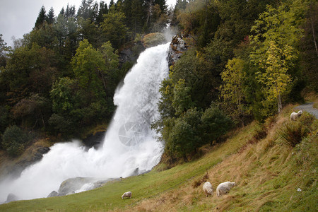 挪威树林的瀑布图片