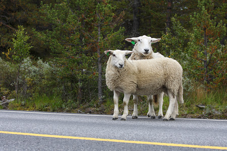 以羊羔和在路上图片