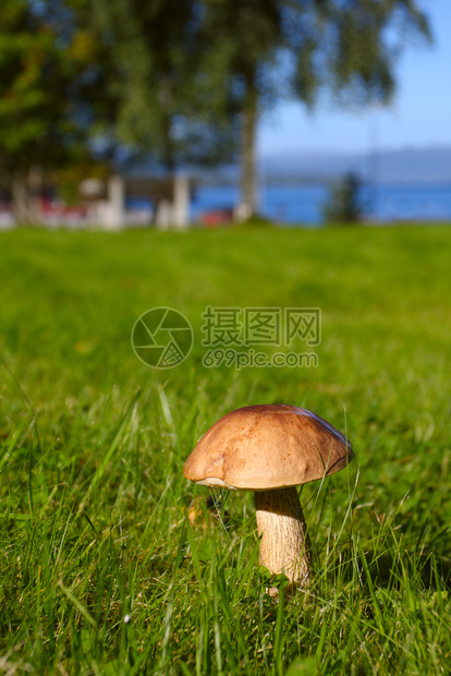 在绿草原上生长的阳光照亮了美丽的蘑菇图片