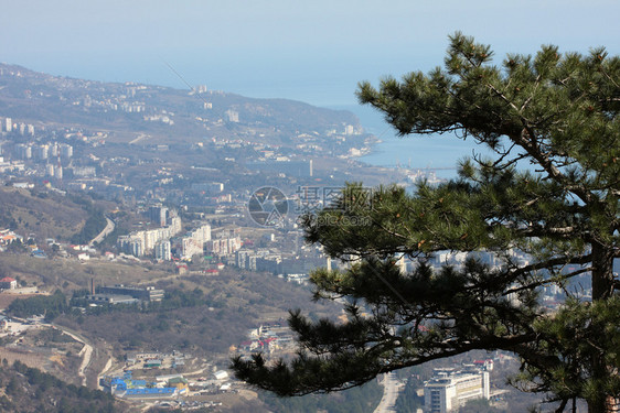 全市景和松树在前图片