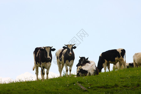 一群美丽的牛站在草地上图片