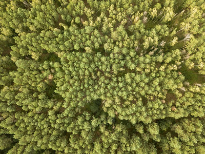无人驾驶飞机在森林的空中景象图片
