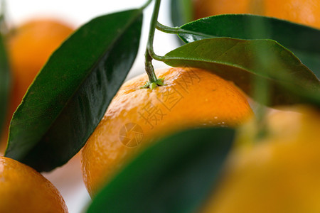 新年背景餐桌上的熟食橘子图片